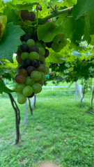 grapes on the vine