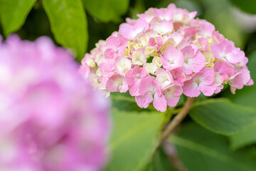 あじさい（紫陽花）