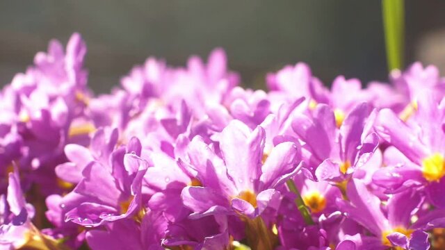 Purple primrose flowers in the garden after the rain, close-up. Natural floral background