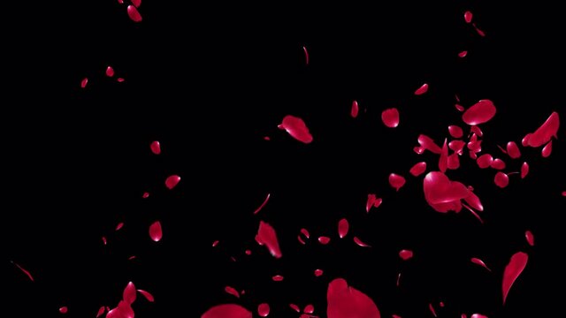 Red Rose Petals Explosion with alpha channel. Element footage easy to use place on footage or background.