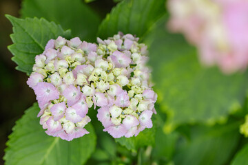 あじさい（紫陽花）