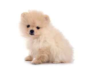 puppy pomeranian in studio