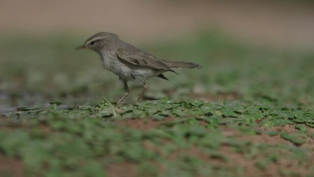 willow warbler (Phylloscopus trochilus)Drink water during the spring migration in the Negev desert Israel