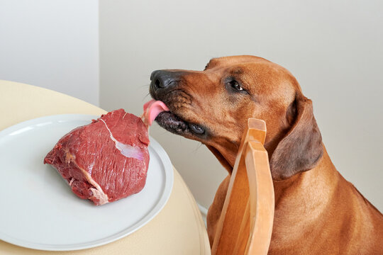 Dog sitting by the table and licking raw meat on a plate