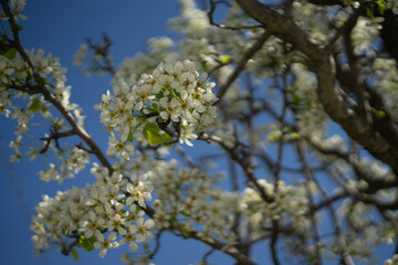 flowers almond