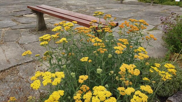 Summer flower bed with herbs Achillea filipendulina detailed view on yellow flowers in the background with wooden bench  in natural park