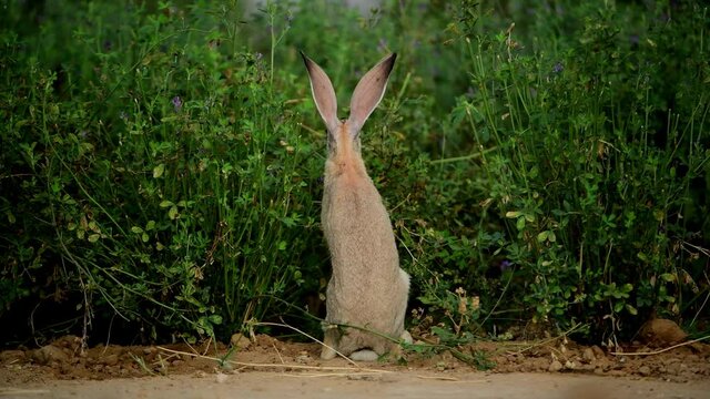 Cape hare(Lepus capensis) eats plants