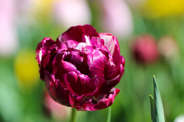 Macro photography of a beautiful purple peony-shaped tulip (flower variety -  Blue Diamond) with selective focus on a natural green background