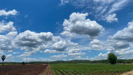 field and sky