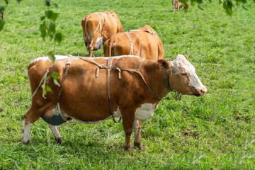 Cows graze on the pasture. Cow bra. Cattle. Cows eat grass. Agriculture.