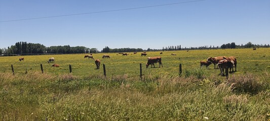 herd of horses