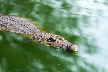 Big african alligator crocodile in the green water closeup