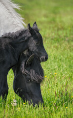 
A cute little foal cuddling with its mother, a German heavy warmblood horse baroque type, on a green grass meadow in spring