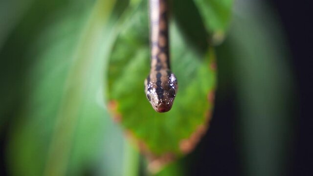 A snake in the leaves sticks out its tongue and hisses close-up in slow motion. Baby boa constrictor crawls in the foliage. A dangerous animal. Blurred background, HD.