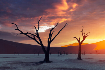 Dead Camelthorn Trees at sunrise