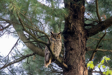The great horned owl  also known as the tiger owl is native bird to the Americas