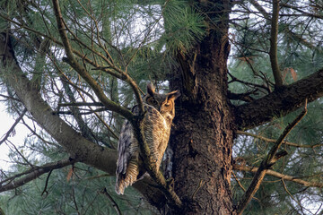 The great horned owl (Bubo virginianus)  also known as the tiger owl is native bird to the Americas