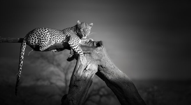 Artistic, black and white photo of an African Leopard, Panthera pardus, lying on the tree, isolated on dark background. Eye contact with african top predator. Okonjima, Namibia.