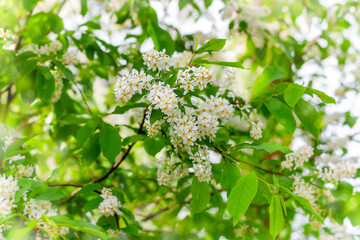 Blooming bird cherry branch. Springtime.