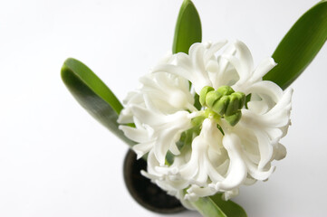White oriental hyacinth flowers in early spring.