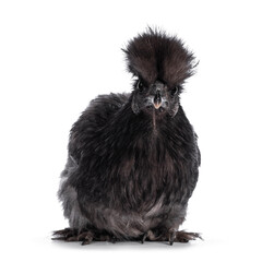 Young blue Silkie bantam chicken, standing facing front. Looking straight to camera. Isolated on a white background.
