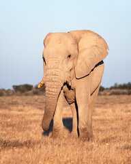 Fototapeta na wymiar Closeup view of big African Elephant