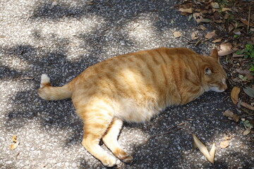 cat on the beach