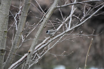 männchen einer Mönchsgrasmücke