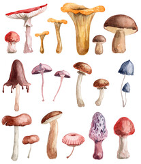 Collection of hand painted watercolor mushrooms. Edible mushrooms and poisonous fungi bundle