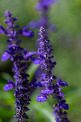 Salvia farinacea mealycup sage beautiful purple blue flowers in bllom, mealy sages flowering plants in the garden