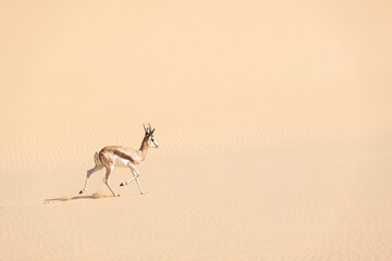 A male of black-faced impala in desert - obrazy, fototapety, plakaty