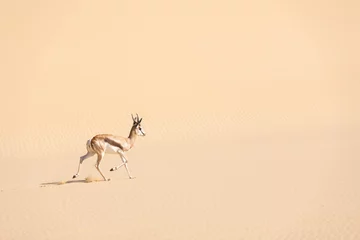 Plexiglas foto achterwand Een mannetje van een impala met een zwart gezicht in de woestijn © Ivan Kmit