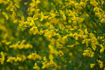 Cytisus scoparius yellow wild flowering common broom in bloom, scotch perennial leguminous flowering shrub