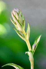 Hosta tardiva cultivated ornamental flowers starting to bloom, beautiful flowering plants with buds