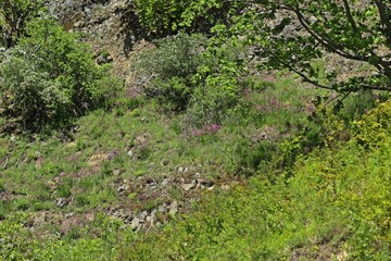 Blühende Gemeine Pechnelken (Silene viscaria) auf Basaltfelsen in Nordhessen