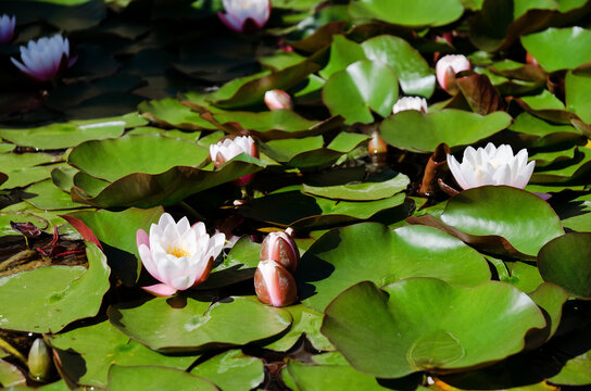 Top view of pink blooming lotus flower in summer pond with green leaves. Natural backgrounds in city. 