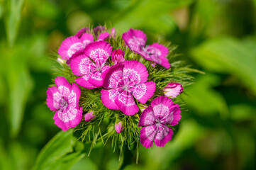 Obraz premium Dianthus barbatus beautiful ornamental flowering plants, group of bright pink purple white flowers in bloom