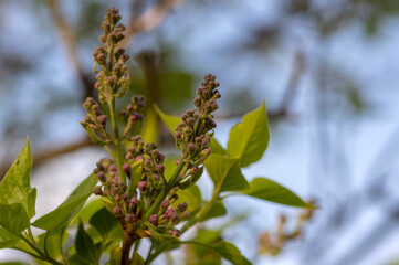 Syringa vulgaris violet purple flowering bush, groups of scented flowers on branches in bloom, common wild lilac tree