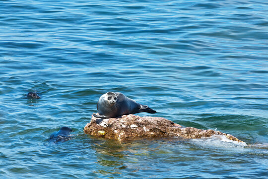 Baikal seal on the stone island (Lat. Pusa sibirica) at summer sunny day. Wild nature of the Siberian Baikal Lake.  Natural sea background. Summer vacation and travel