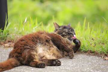 cat on the grass