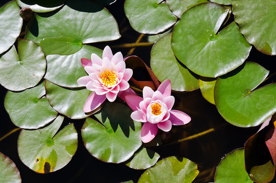 Top view of pink blooming lotus flower in summer pond with green leaves. Natural backgrounds in city. 