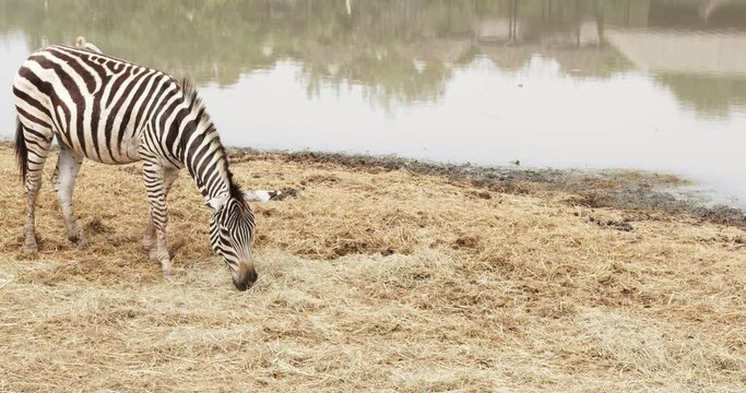 Many zebras graze near the pond in the zoo.
