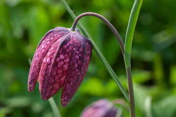 Fritillary meleagris buds are blooming