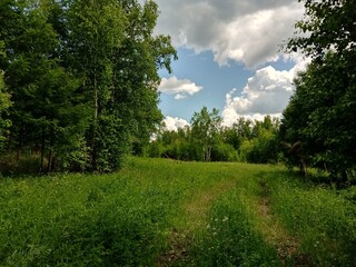 Summer Trees Grass Nature
grass, tree, trees, sky path glade