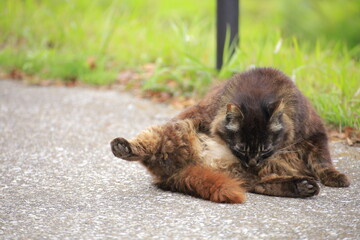cat on the ground