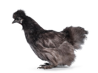 Young blue Silkie bantam chicken, standing side ways. Looking straight ahead away from camera. Isolated on a white background.