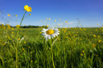 Morning dew on camomile, chamomile, daisy wheel, daisy chain, chamomel on the green meadow
