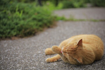cat on the ground