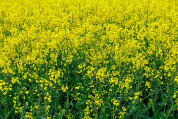 Landscape with yellow rapeseed field. Yellow rapeseed oil. Biofuel.