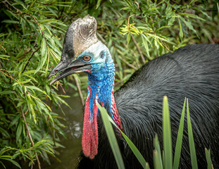 A three quarter close up portrait of a southern cassowary as it walks through vegetation